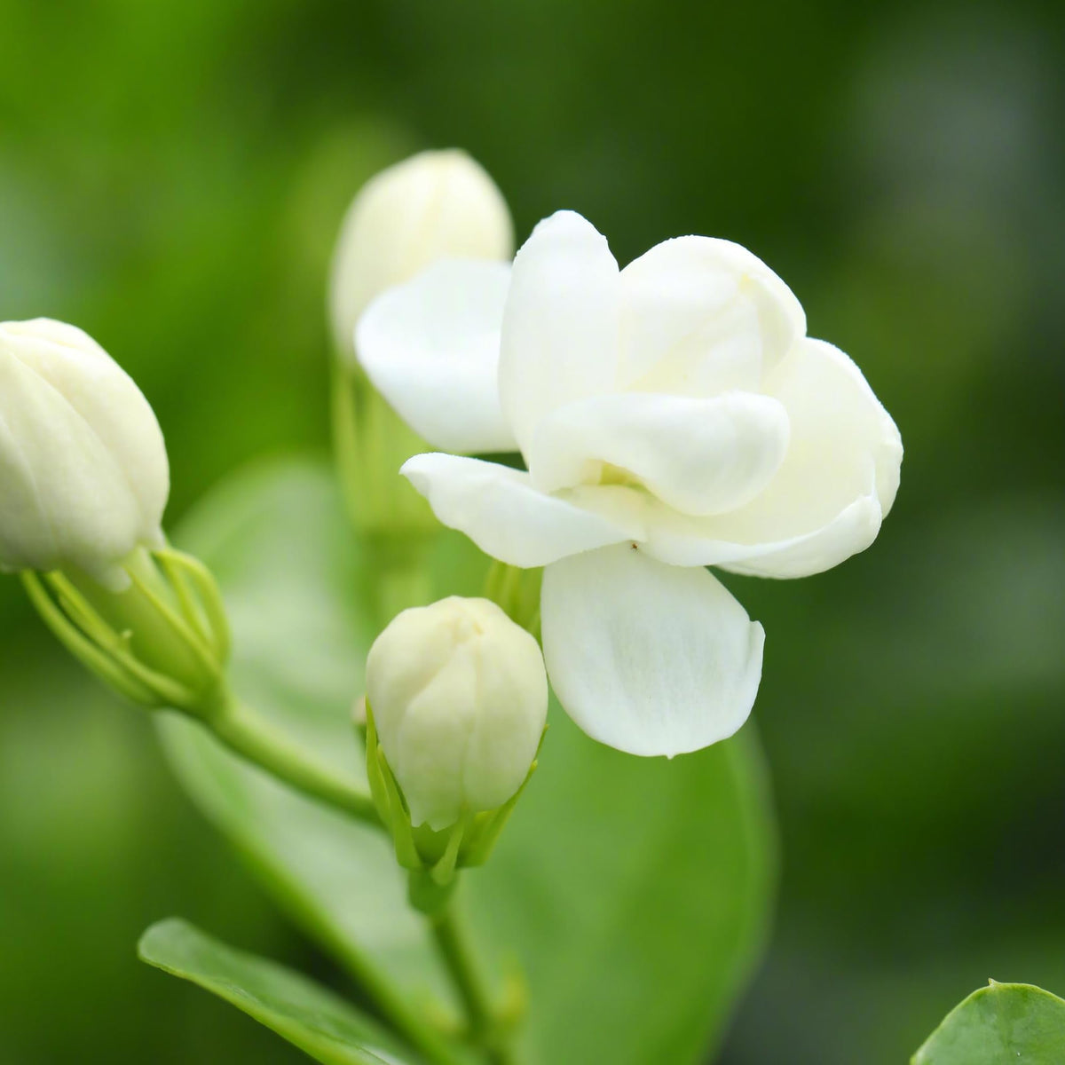 Blooming Arabian Jasmine plant