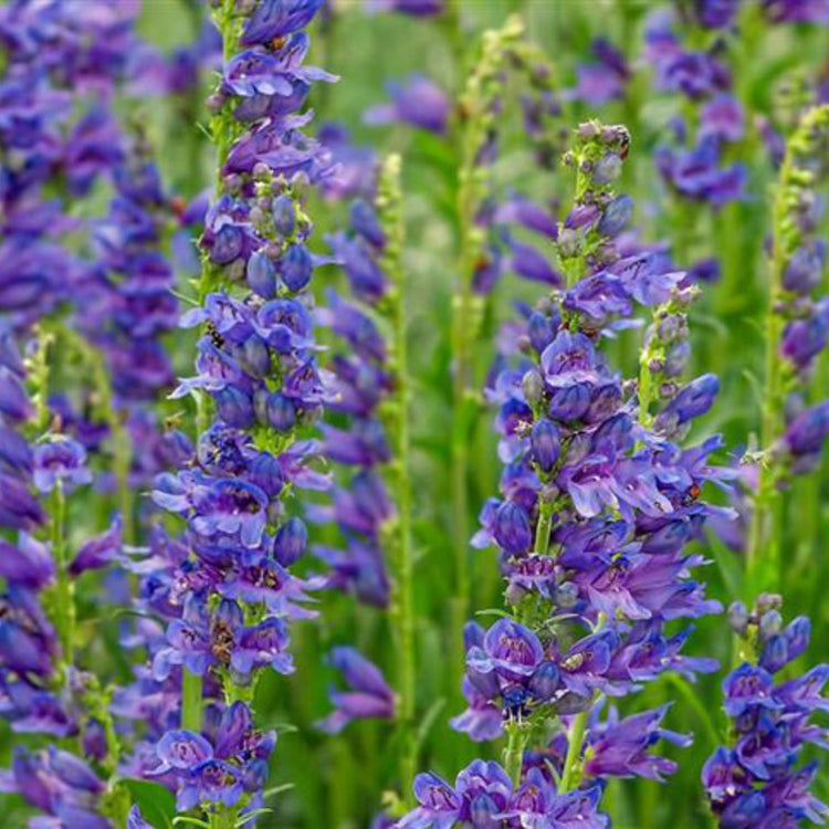 Beardtongue Penstemon Strictus plant