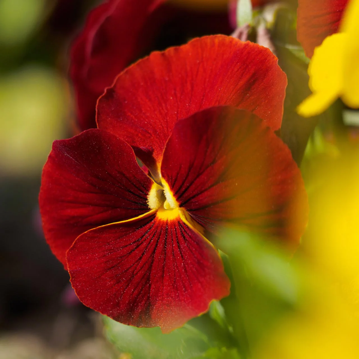 Red Pansy plant