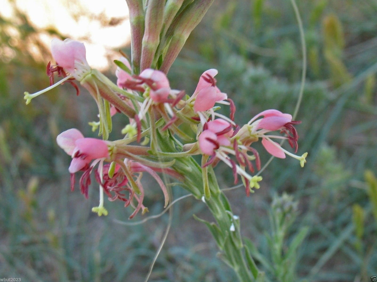 Beeblossom plant