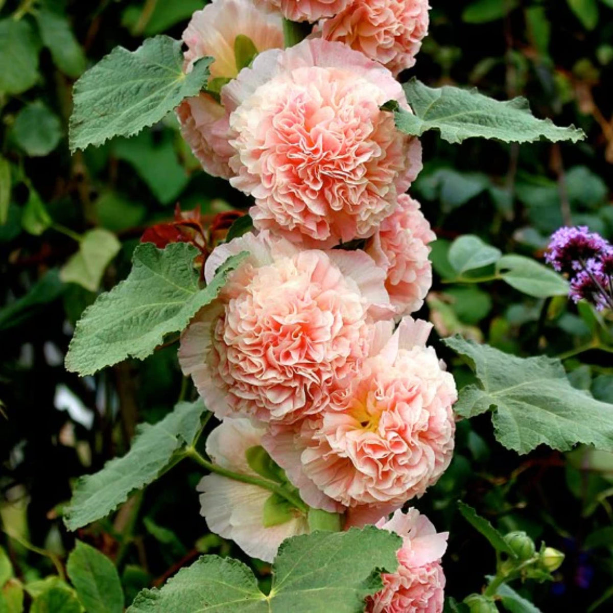 Bouquet Double Hollyhock plant