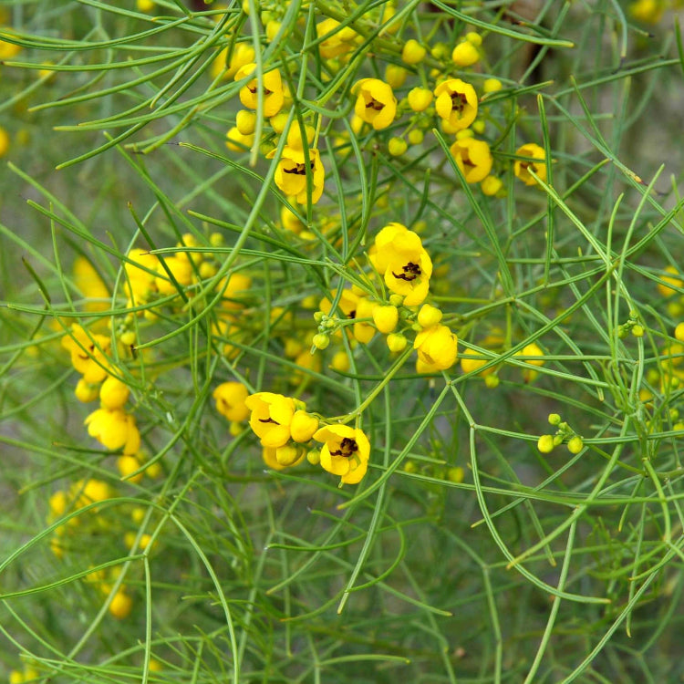 Feathery Cassia plant