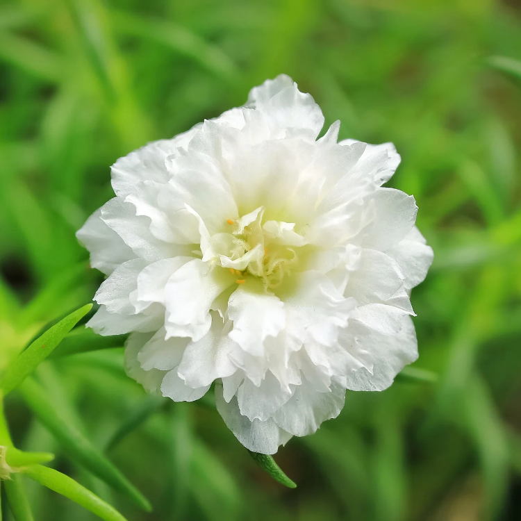 Grandiflora Portulaca plant