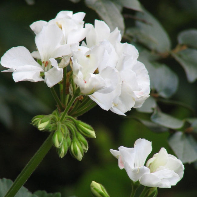 Geranium Pelargonium plant