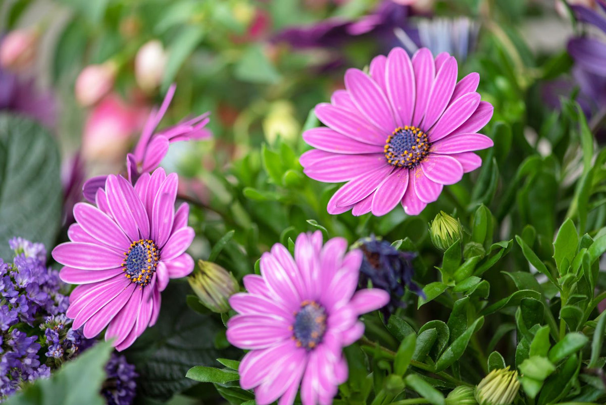 Purple Osteospermum plant