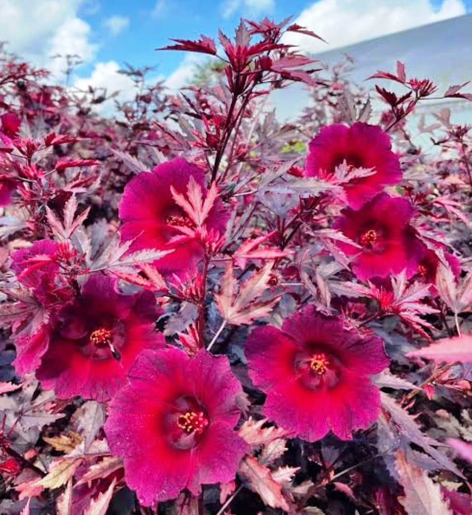 Cranberry Hibiscus plant