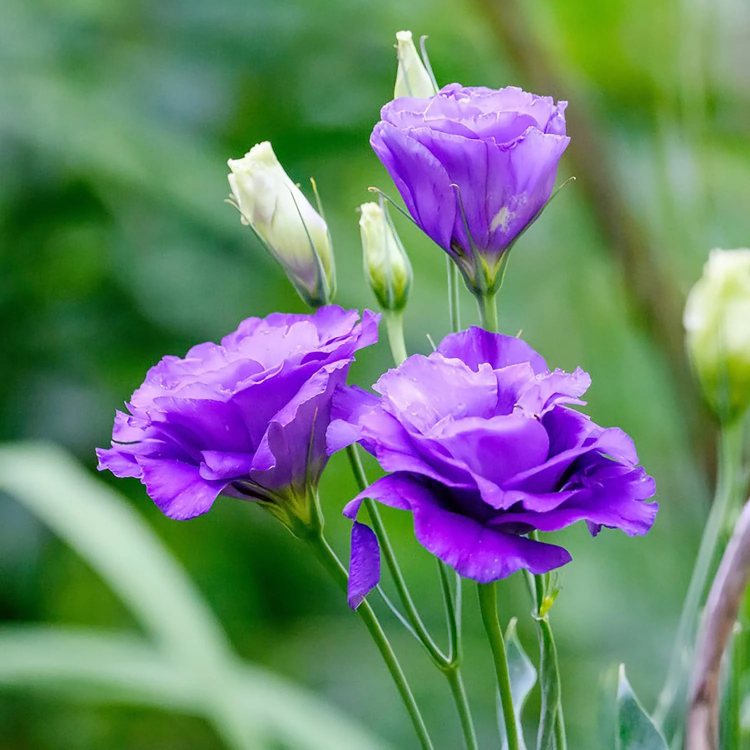 Prairie Gentian Lisianthus plant