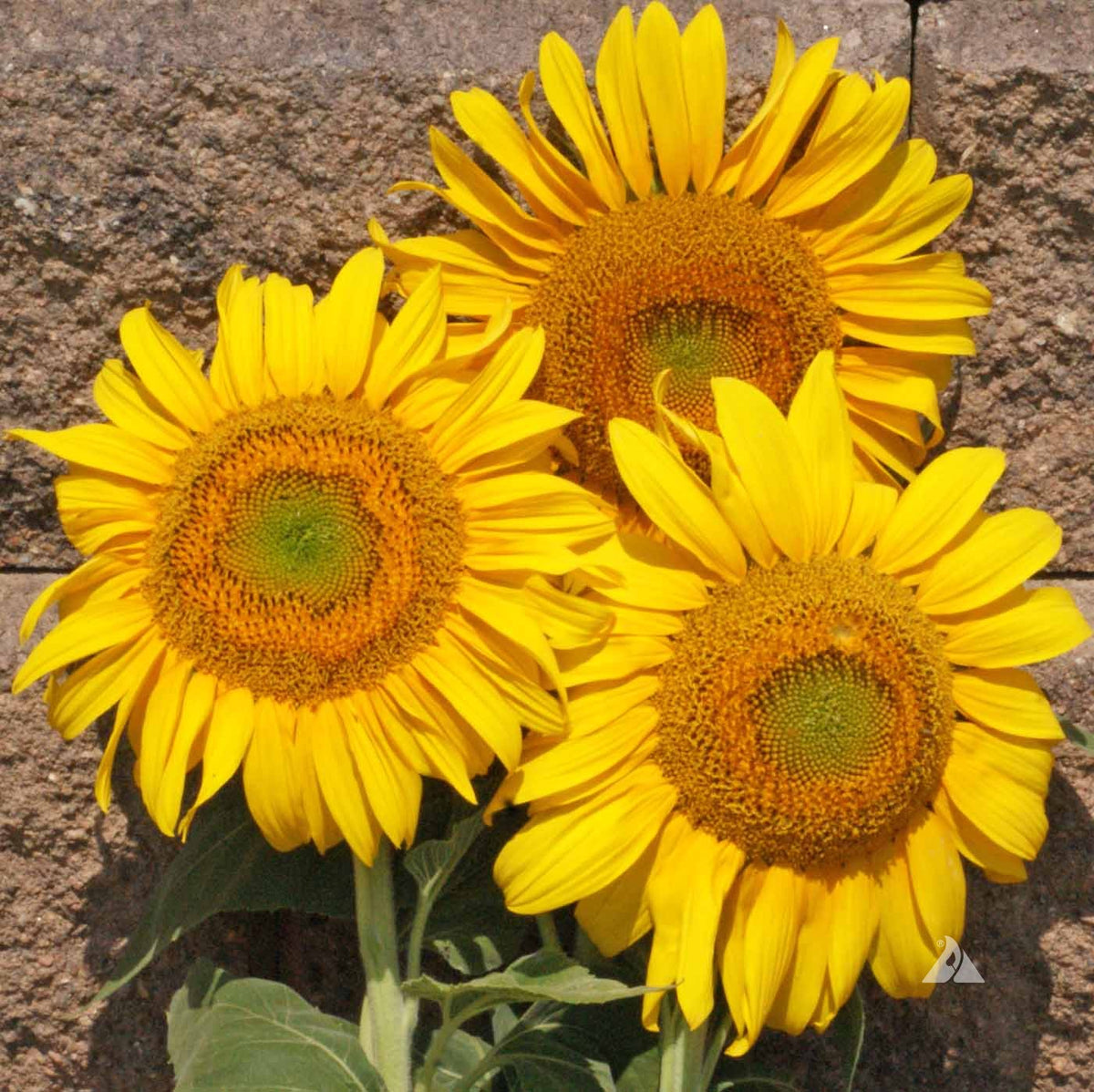 Grey Stripe Sunflower plant