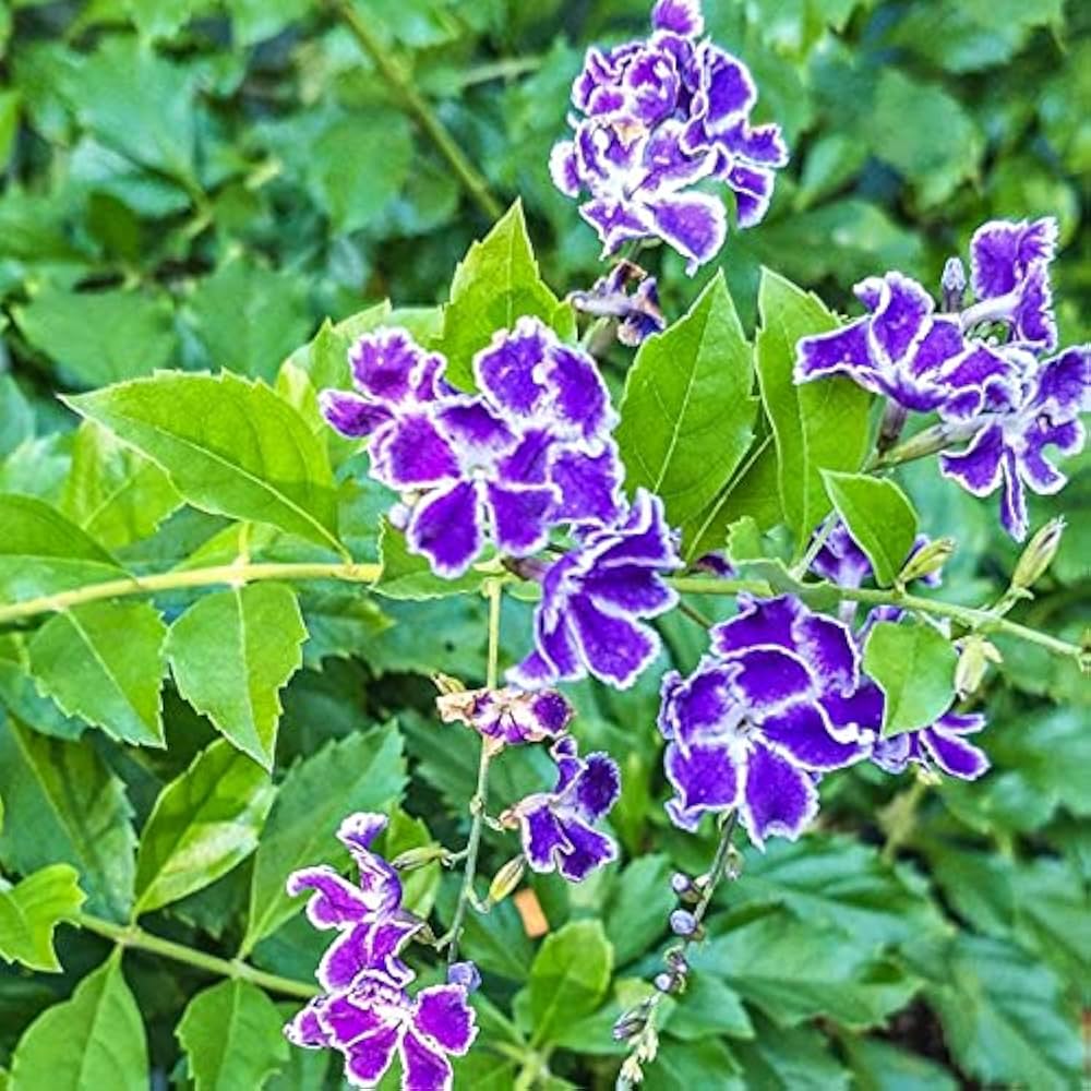 Erecta Duranta plant