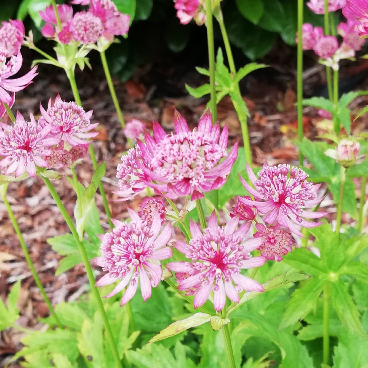 Symphony Astrantia Major plant