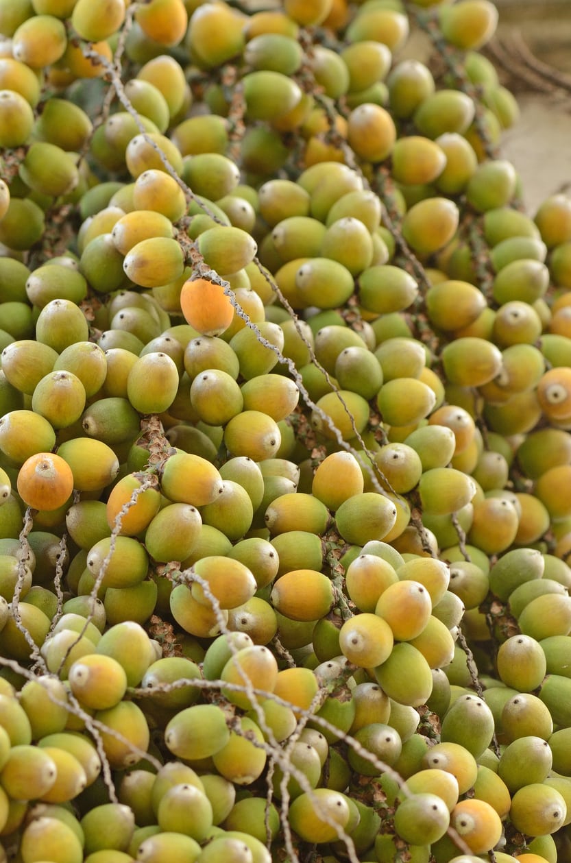 Brahea Armata plant