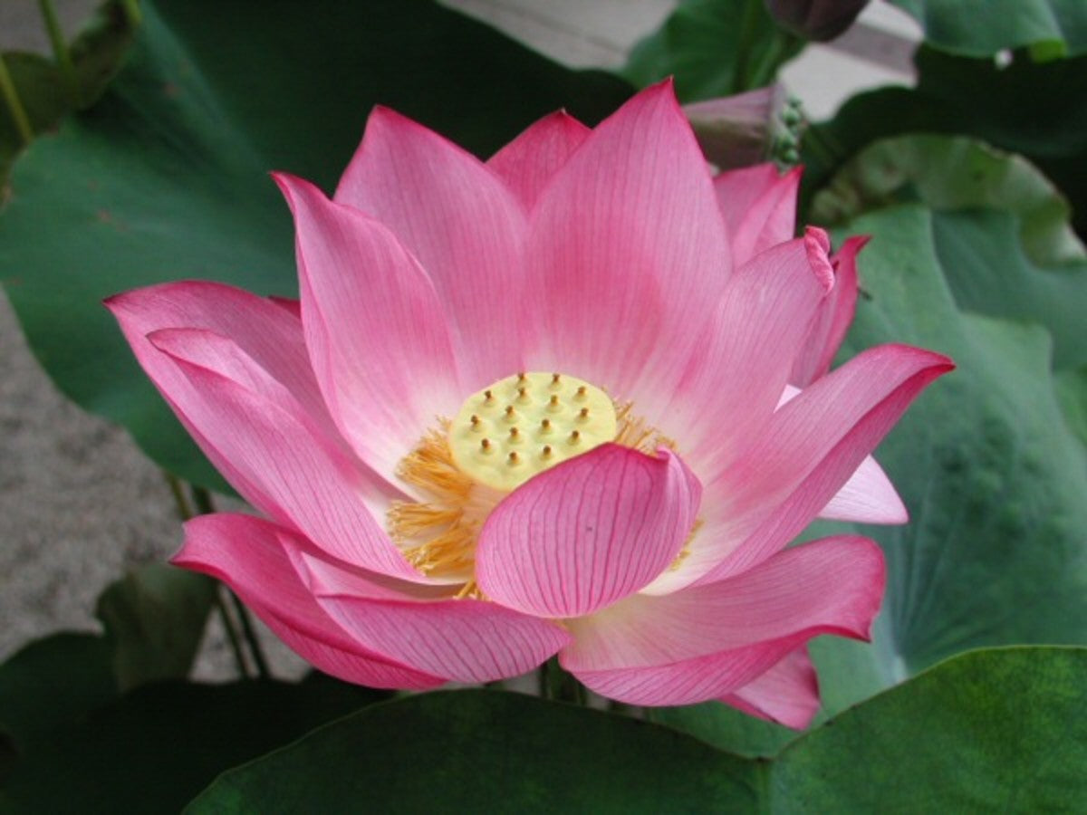 Root Lotus plant