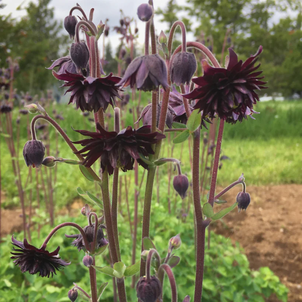 Black Barlow Columbine plant