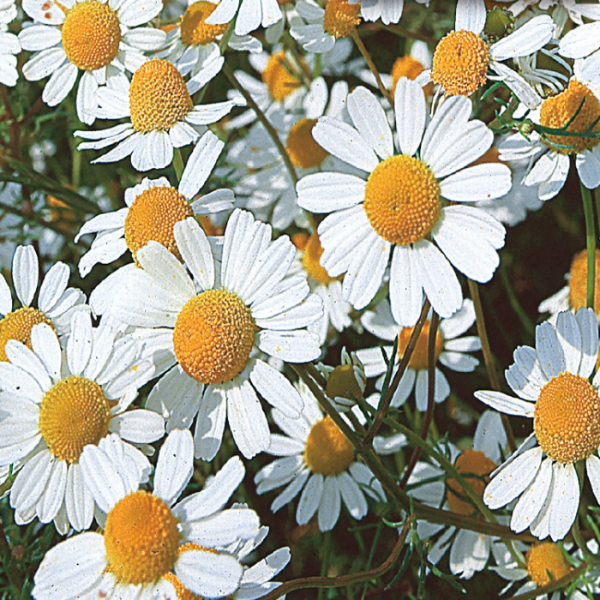German Chamomile Chamomile plant