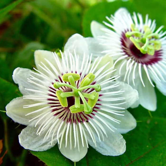 Alba Passiflora Foetida plant