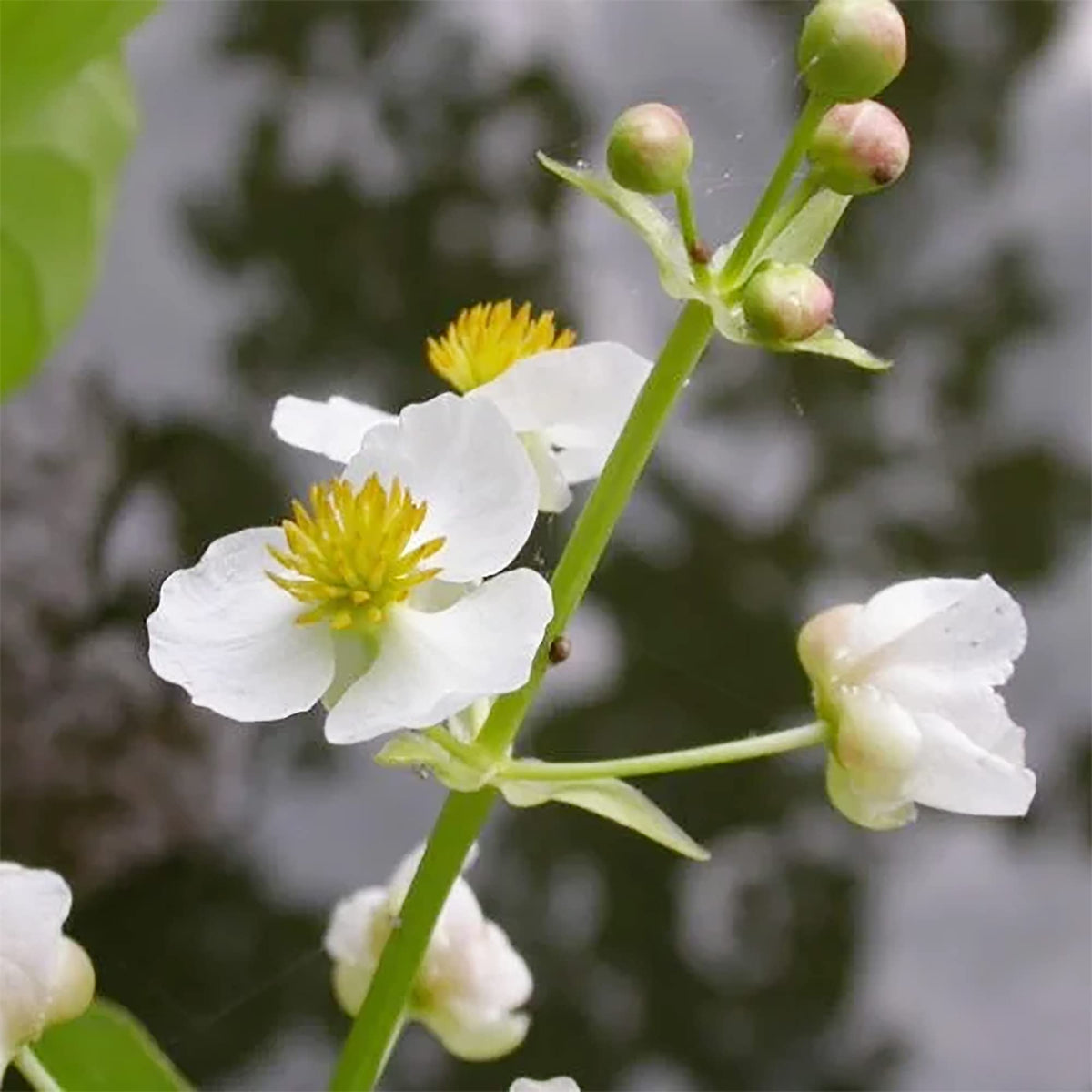 Aquatic Broadleaf Arrowhead plant