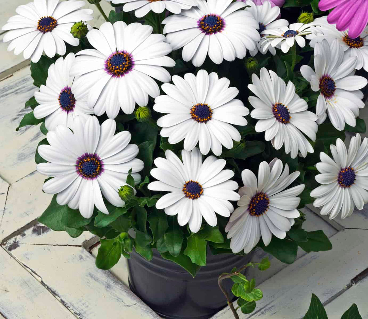 African Daisy plant