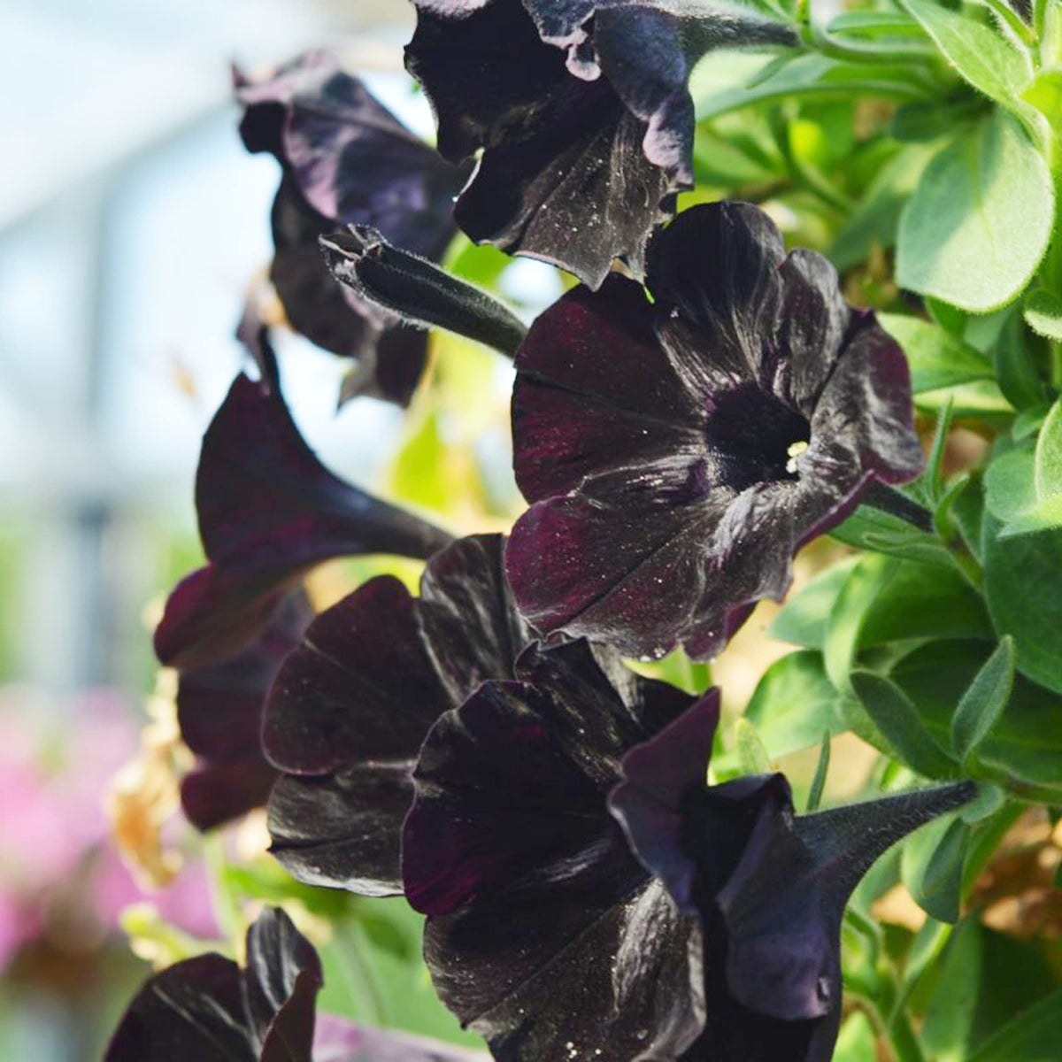 Petunia plant