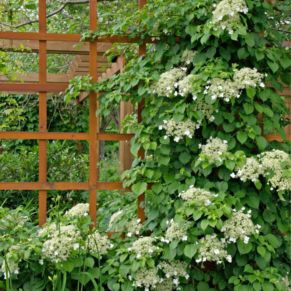 Anomala Climbing Hydrangea plant
