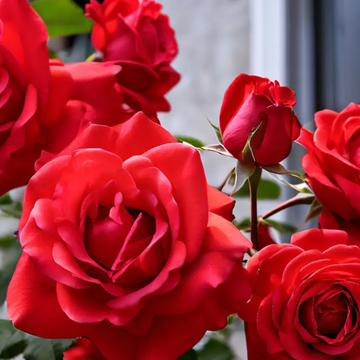 Climbing Rose plant