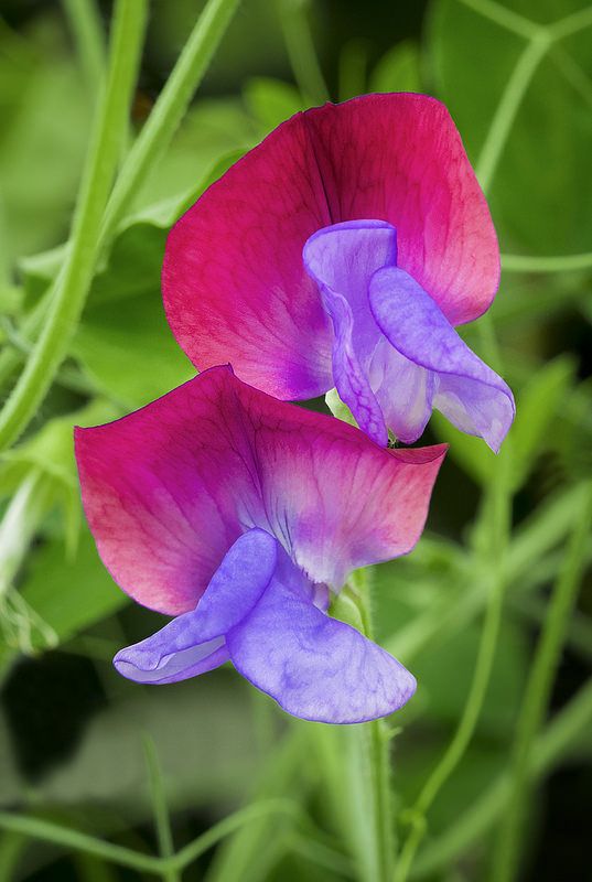 Pink Blue flower seeds