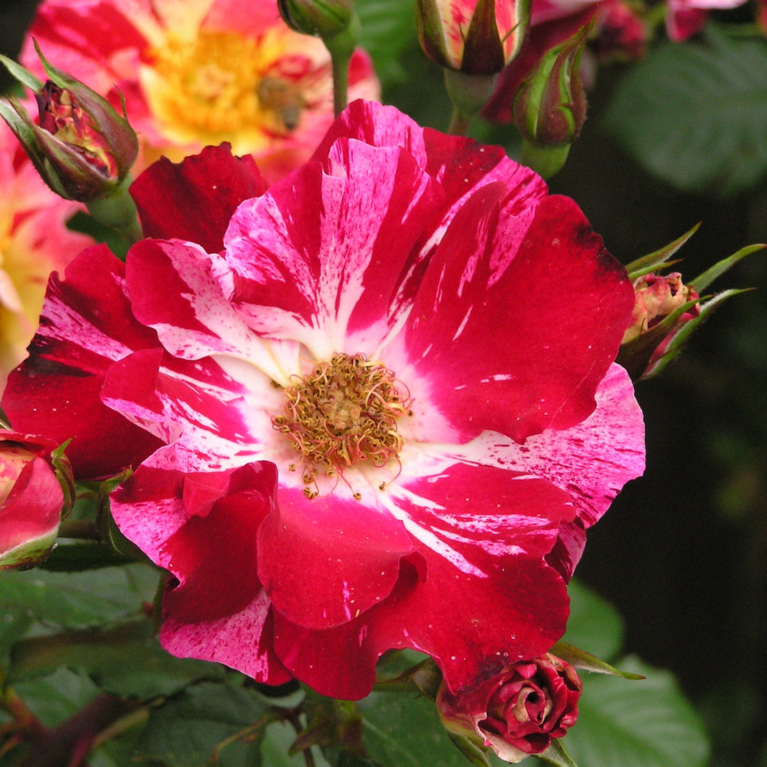 Red White flower seeds