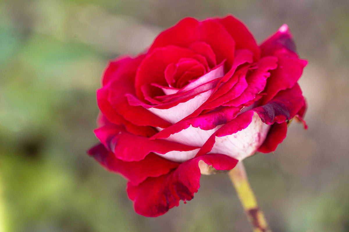 Hybrid Tea Rose plant