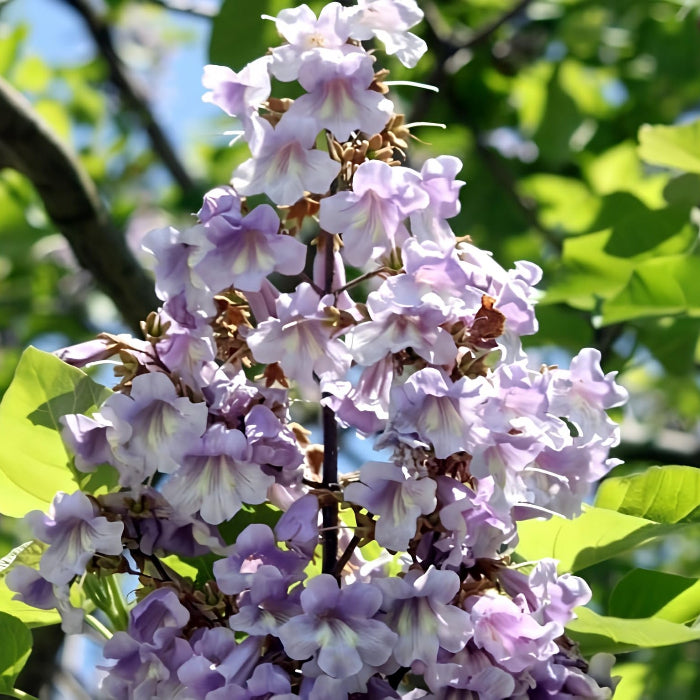 Fortunei Paulownia plant