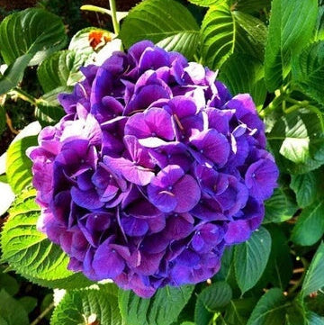Blue Purple Hydrangea plant