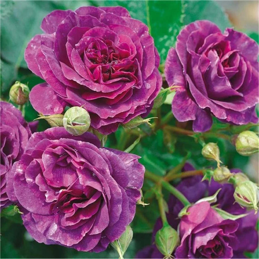 Biosnyg Purple flower seeds