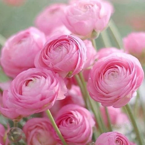 Light Pink flower seeds