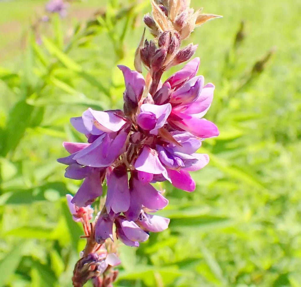 Showy Tick flower seeds