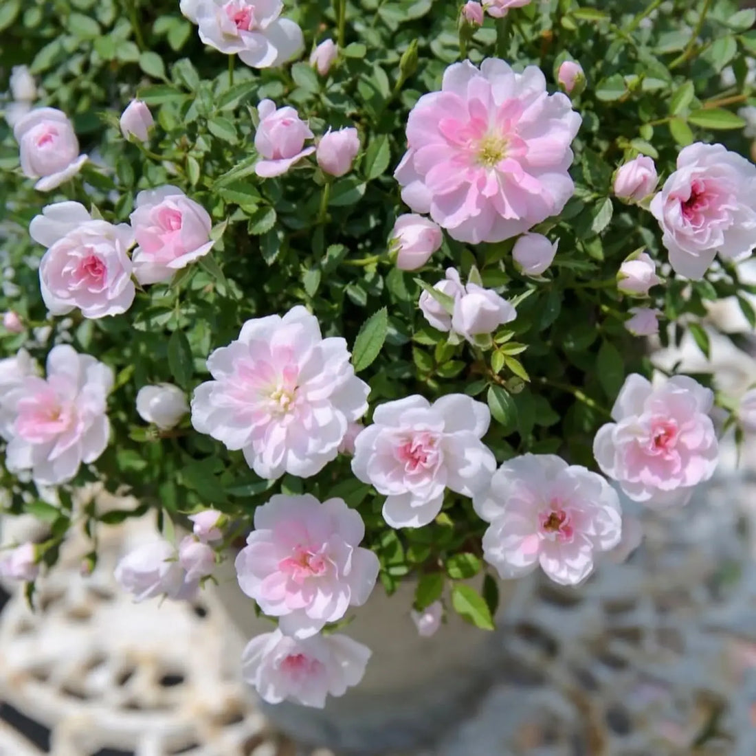 Light Pink flower seeds