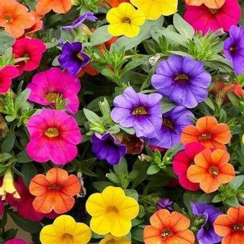Calibrachoa flower seeds