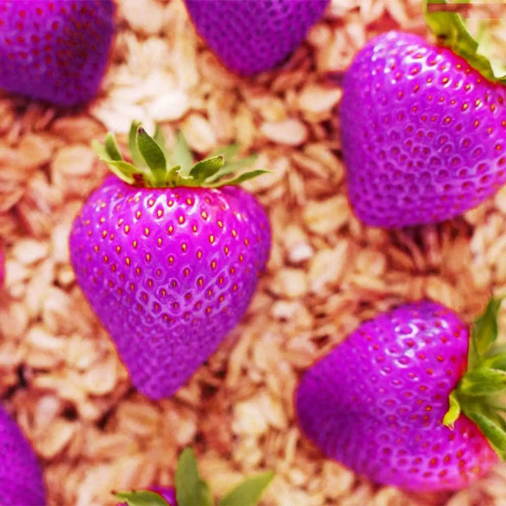 Purple Strawberry Fruit Seeds for Planting – Unique Garden Strawberry Variety