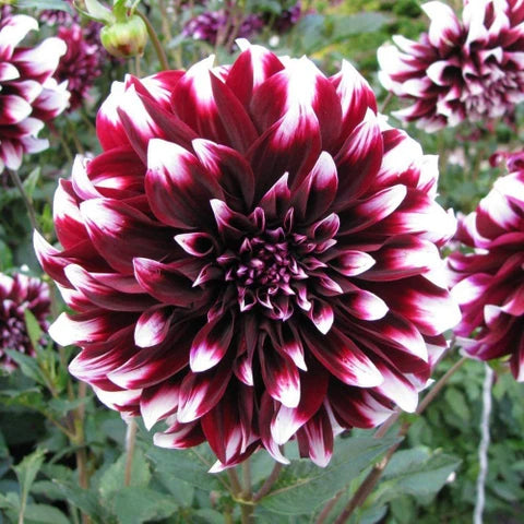 Purple White flower seeds