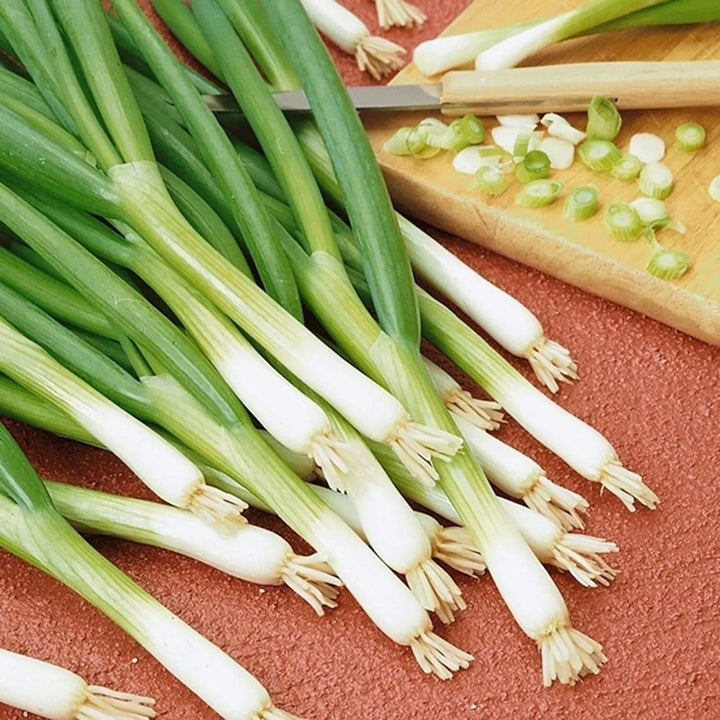 Welsh Onion Seeds for Planting – Bunching Green Onion Seeds for Home Vegetable Gardens