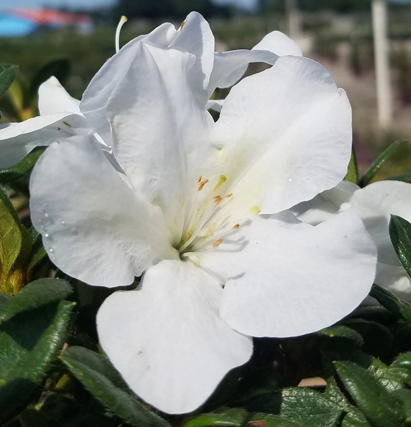 White Azalea Flower Seeds for Planting – Heirloom Non-GMO Garden Seeds