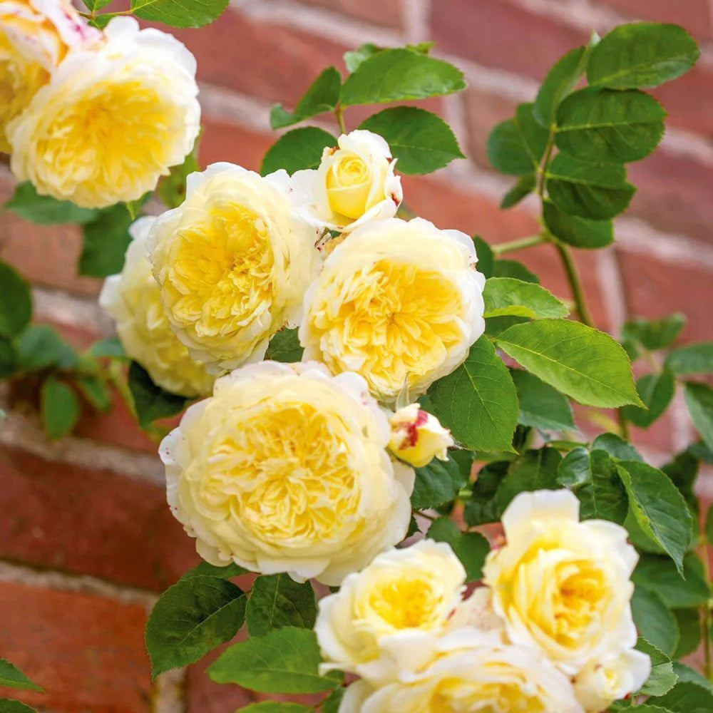 Yellow Climbing flower seeds