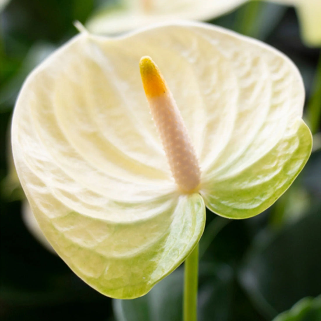 Cream Anthurium flower seeds