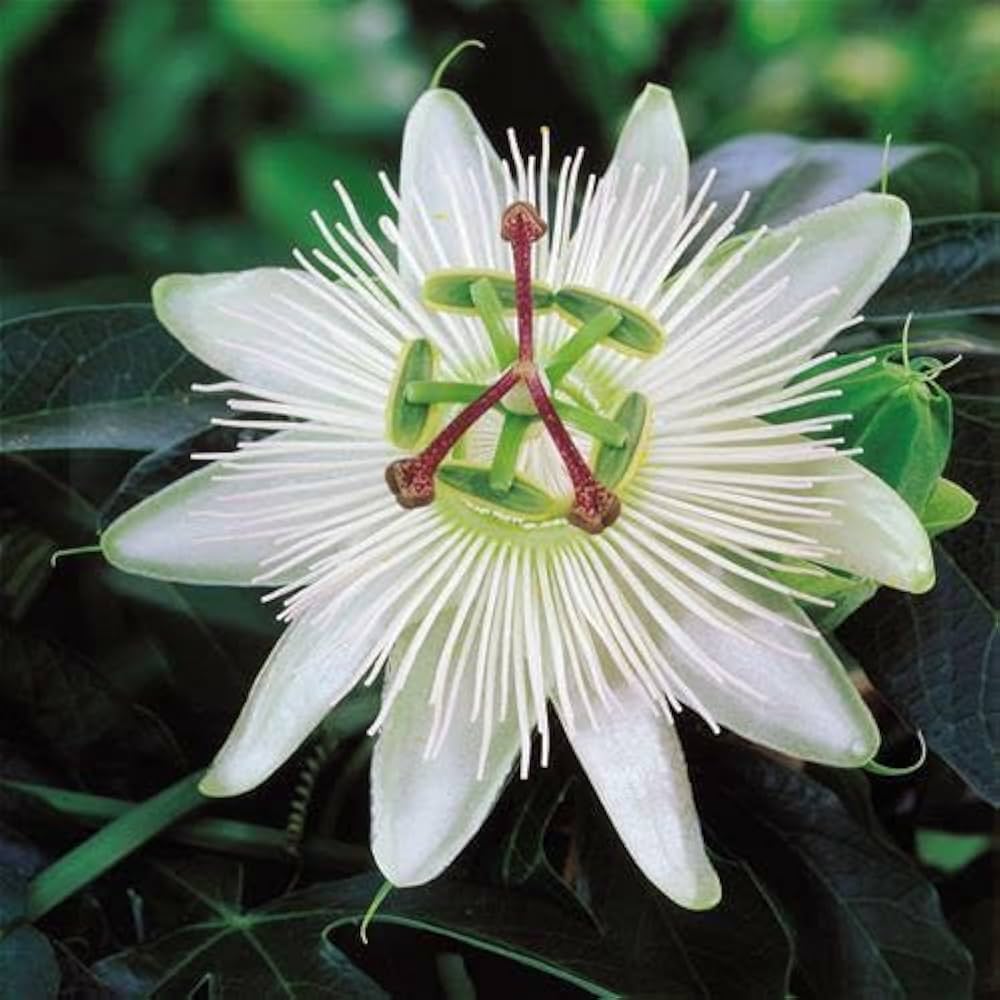 White Passiflora flower seeds
