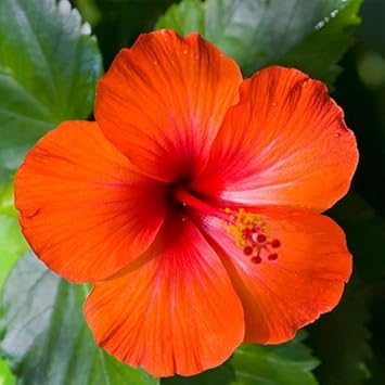 Orange Hibiscus flower seeds