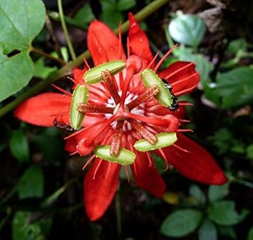 Red Passiflora flower seeds