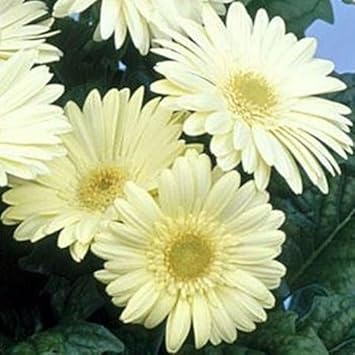 White Gerbera flower seeds