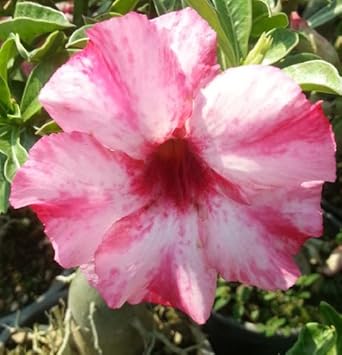 Pink White flower seeds