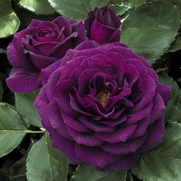 Purple Dragon flower seeds