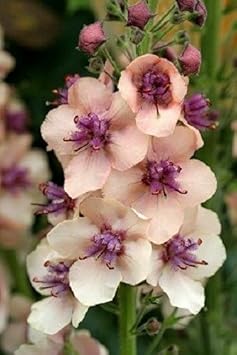 Antique Rose flower seeds