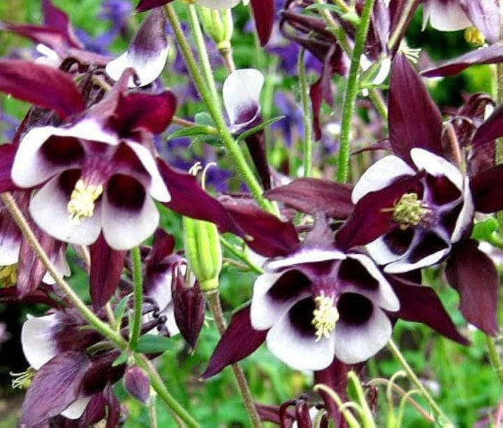 William Guinness flower seeds