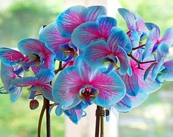 Blue Pink flower seeds