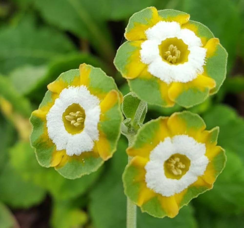 Yellow Primula flower seeds